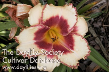 Daylily Spacecoast Cherries and Cream